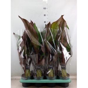 Ensete ventricosum 'Maurelii'