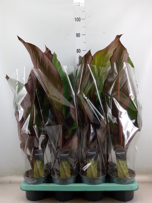 <h4>Ensete ventricosum 'Maurelii'</h4>