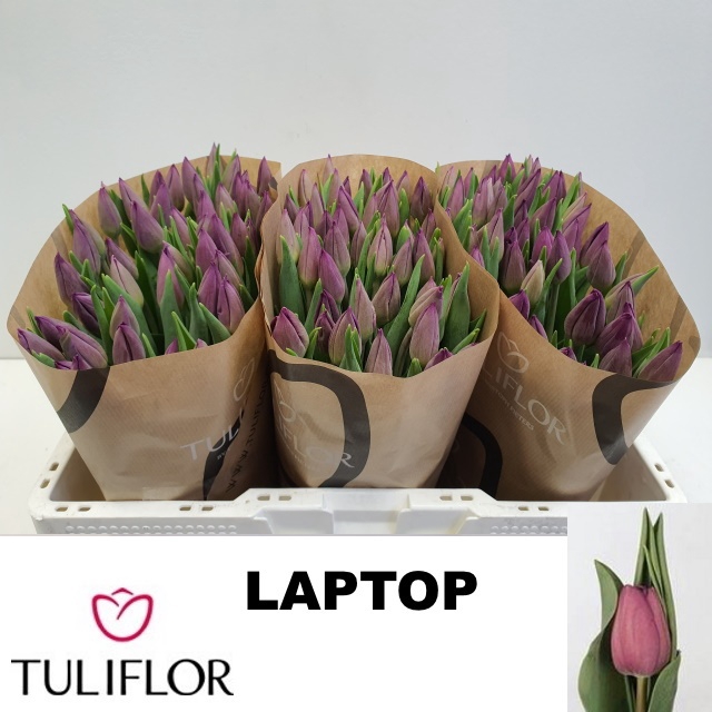 <h4>TU EN LAPTOP</h4>