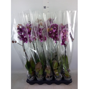 Phalaenopsis   ...lilac