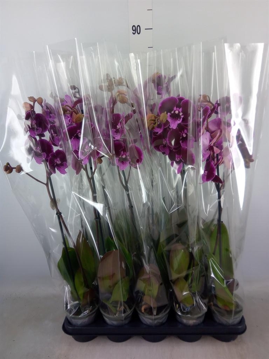 <h4>Phalaenopsis ...lilac</h4>