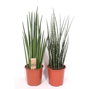 Sansevieria Luxe mix