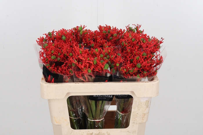 <h4>Jatropha P Firecrack</h4>