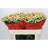 Hypericum Cool Romance