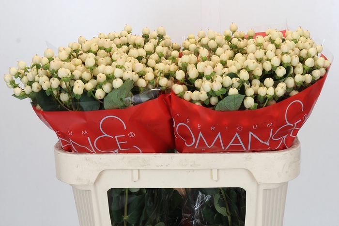 <h4>Hypericum Cool Romance</h4>