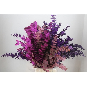 Euca Cinerea Mix Pink P Bunch