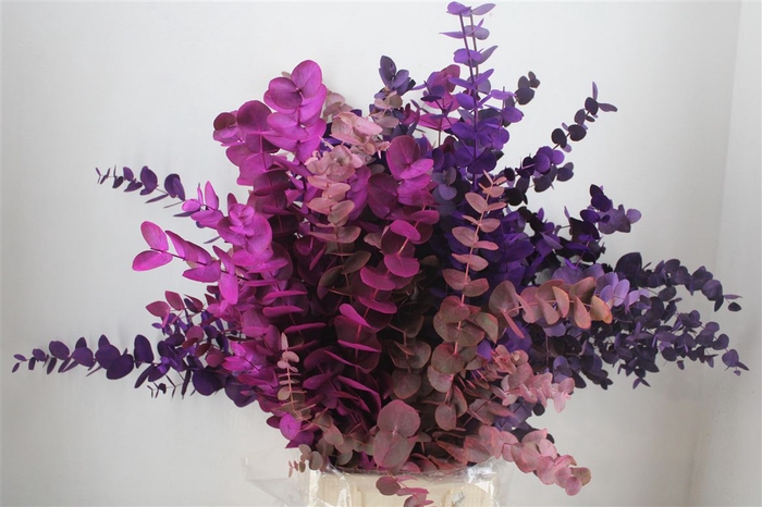 <h4>Euca Cinerea Mix Pink P Bunch</h4>