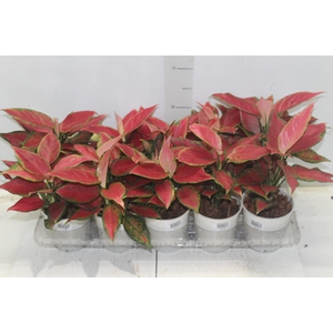 AGLAONEMA CHERRY BABY P12