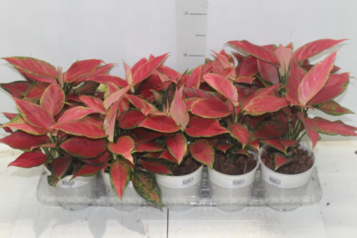 <h4>AGLAONEMA CHERRY BABY P12</h4>