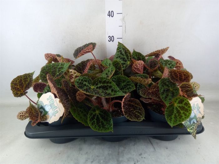 <h4>Begonia BD ferox</h4>