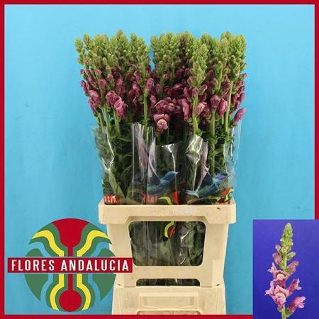 <h4>Antir Potomac Lavendel</h4>