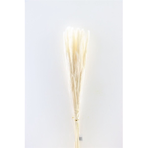 Dried Fluffy Pampas 60gr Bleached Bunch
