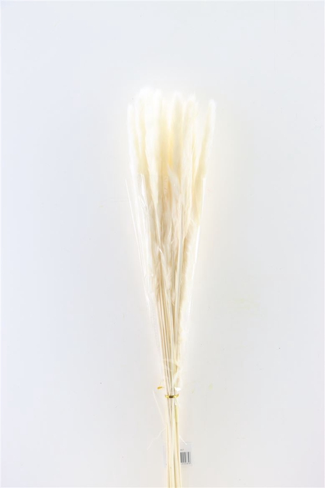 <h4>Dried Fluffy Pampas 60gr Bleached Bunch</h4>
