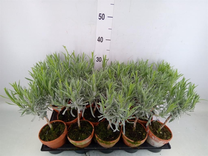 <h4>Lavandula angus.</h4>