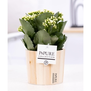 Kalanchoe white in P&PURE Wood 5