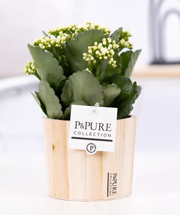 <h4>Kalanchoe white in P&PURE Wood 5</h4>