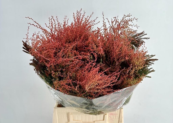 <h4>Mimosa Turner Red Extra</h4>