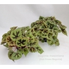 Begonia masoniana