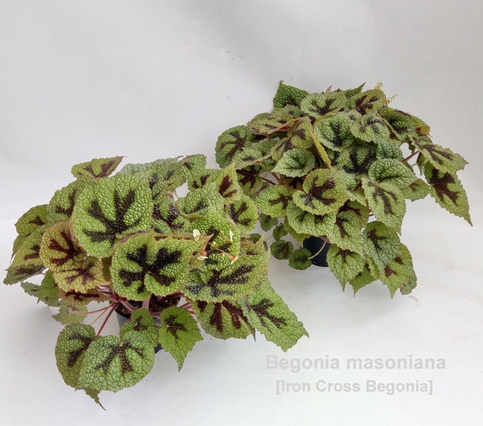 <h4>Begonia masoniana</h4>