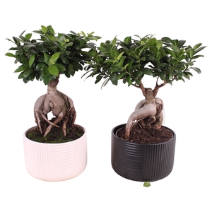 Ficus m. Ginseng ø20cm in ø22cm Crispy Clean Nº368