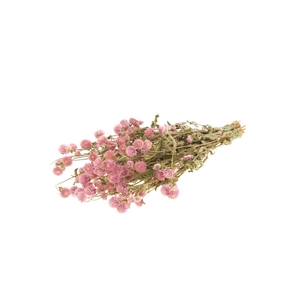 Gomphrena Natural Pink