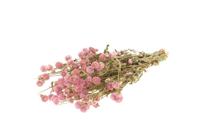 <h4>Gomphrena Natural Pink</h4>