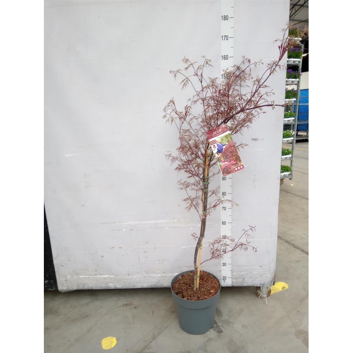 <h4>Acer palmatum</h4>