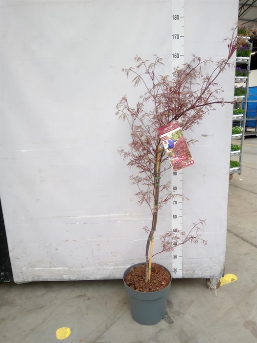 <h4>Acer palmatum</h4>