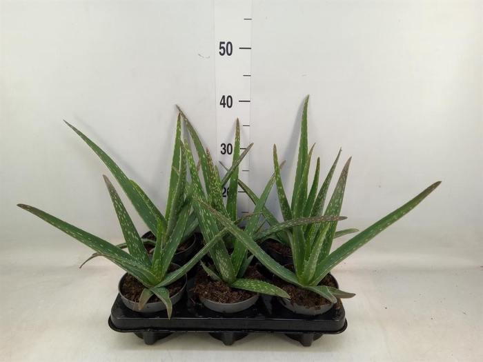 <h4>Aloe vera</h4>