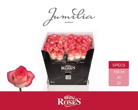 <h4>Rosa GR 'Jumilia'</h4>