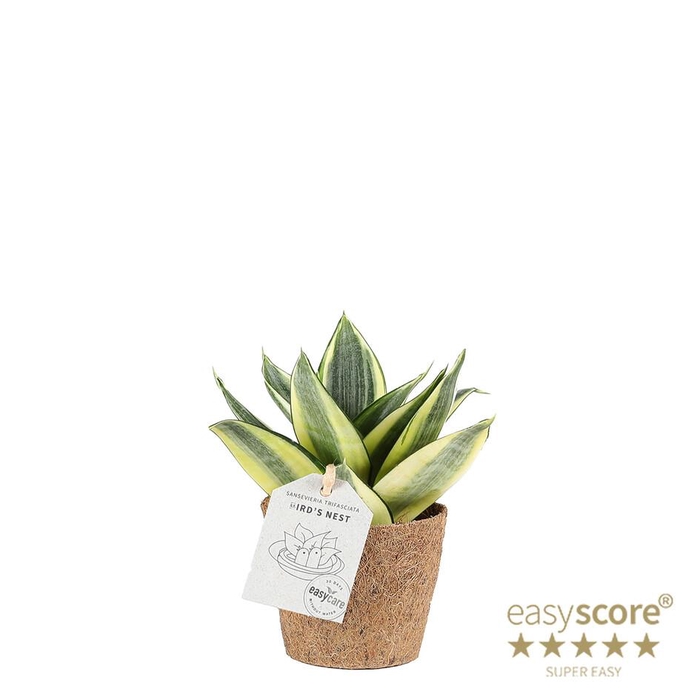 <h4>SANSEVIERIA TRIFASCIATA P9 HAHNII GOLD COCOZ</h4>
