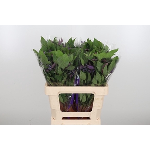 Clem Di Bl Pirouette