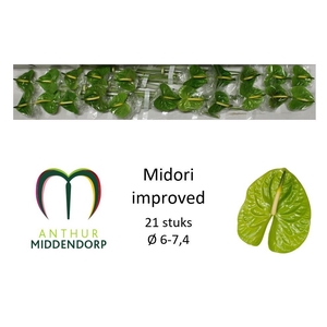 ANTH A MIDORI