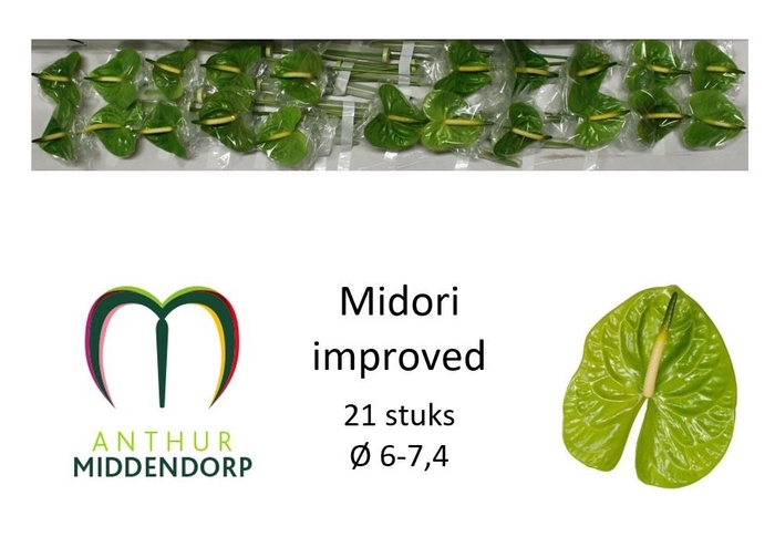 <h4>ANTH A MIDORI</h4>