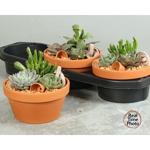 ARR SUCCULENTEN