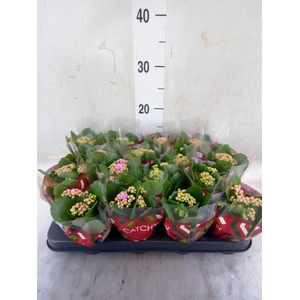 Kalanchoe blos. 'Calandiva Zeta'