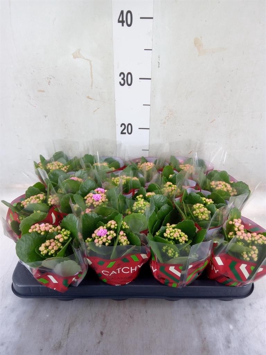 <h4>Kalanchoe blos. 'Calandiva Zeta'</h4>