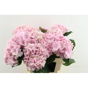 Hydr M Lollypop Pink 60-18