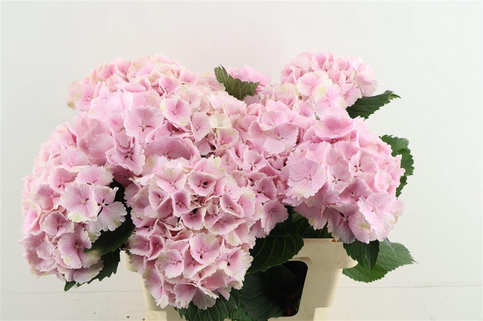 <h4>Hydr M Lollypop Pink 60-18</h4>