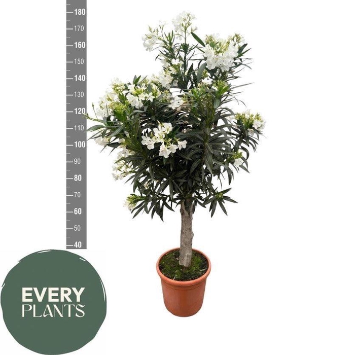 <h4>NERI COR RED</h4>