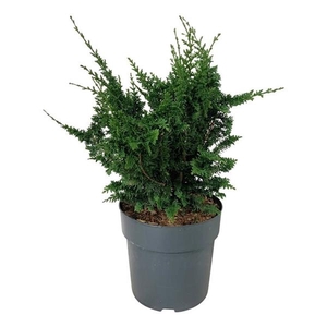 Chamaecyparis o. 'Teddy Bear'