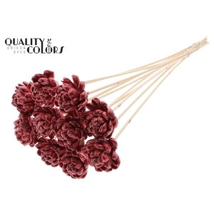 Shola New Beauty Rose 6cm on stem Wax Burgundy