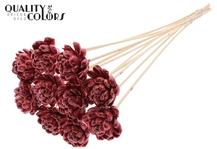 <h4>Shola New Beauty Rose 6cm on stem Wax Burgundy</h4>