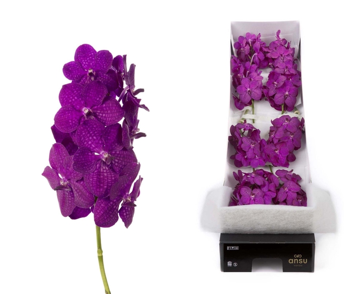 <h4>Vanda  'Nitaya Raspberry Cerise'</h4>