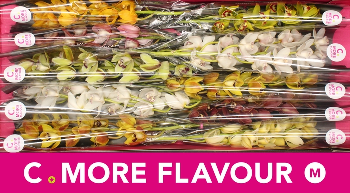 <h4>Cymbidium Mix</h4>