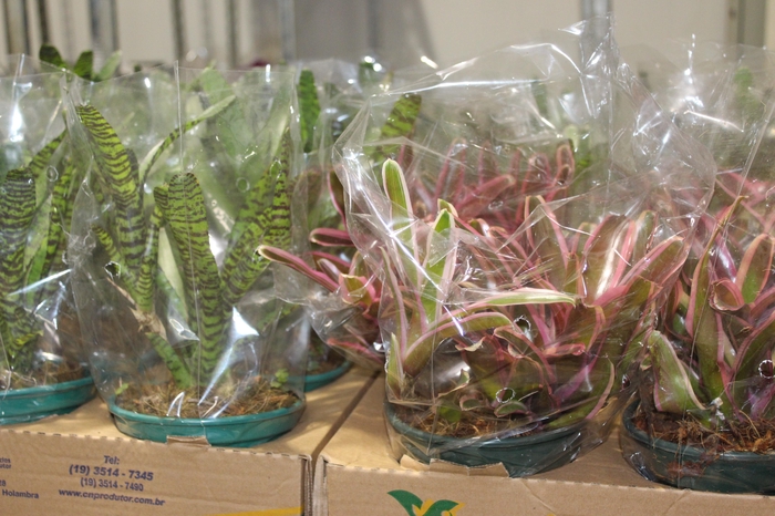<h4>BROMELIA FIREBALL P14</h4>