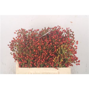 Rosa Fair Jewel Red