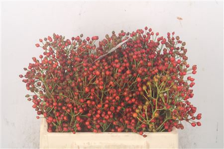 <h4>Rosa Fair Jewel Red</h4>