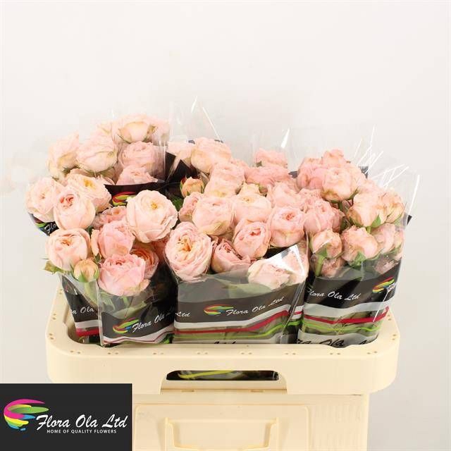 <h4>R Tr Georgia Peach Flora Ola</h4>