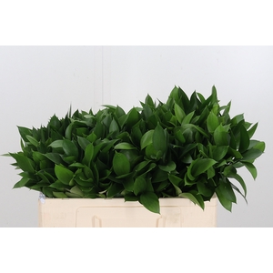 Ruscus